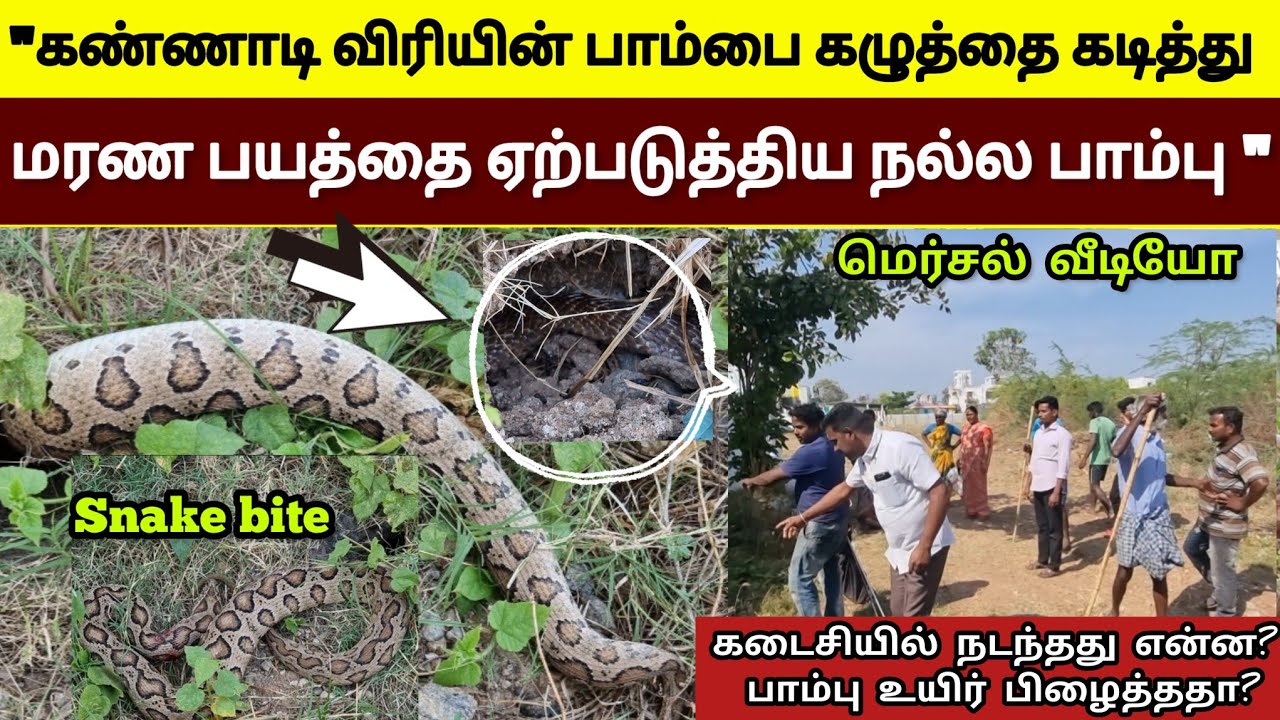 விஷப் பாம்புக்கு விஷப்பாம்பு கடித்தால் பாதிப்பு ஏற்படுமா? | இதற்காகத் தான் விஷப் பாம்பு வாழ வேண்டும்