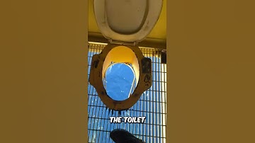 Why Do Fish SWARM Under This Strange Toilet?