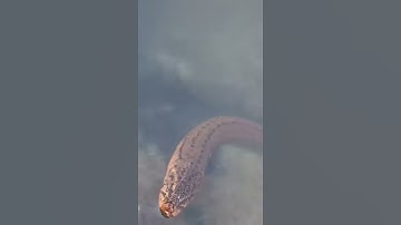 Eel fishing ep 007 || Catching eel fish with hook in hole under water.