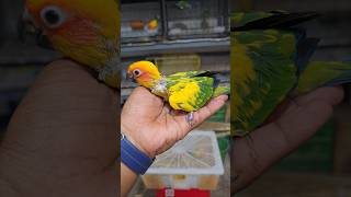 Full yellow dominant sun conure birds #8688044426 #parrot #birds #pets #sunconures #tamed #dogs #cat
