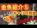 【金魚 琉金 紹介⑤】キャリコ琉金キャリコくん‼︎金魚の病気の大変さを気づかせてもらいました。