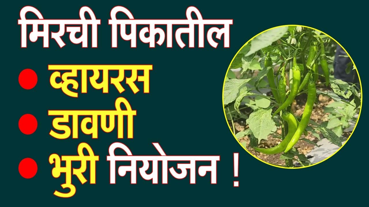 मिरची पिकातील - व्हायरस, डावणी आणि भुरी नियोजन !।#Doctor_Kisan#Chilli_Rate#फुलगळ#मिरची_लागवड#slurry।