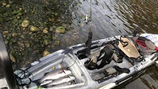 Pescando en superficie lubinas desde kayak por las rías de Cantabria.
