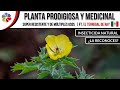 🌱 Esta PLANTA no es una "MALEZA"... es MEDICINA PURA ¿Sabes cuál es??ft. @EL TERREGAL DE RAY