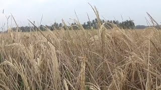 Ribuan hektar tanaman padi di Pandeglang gagal panen