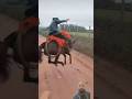 #gado #burros #mulana #mula #fazenda #pecuarista #cavalo #vidanaroça #agro #cowboys