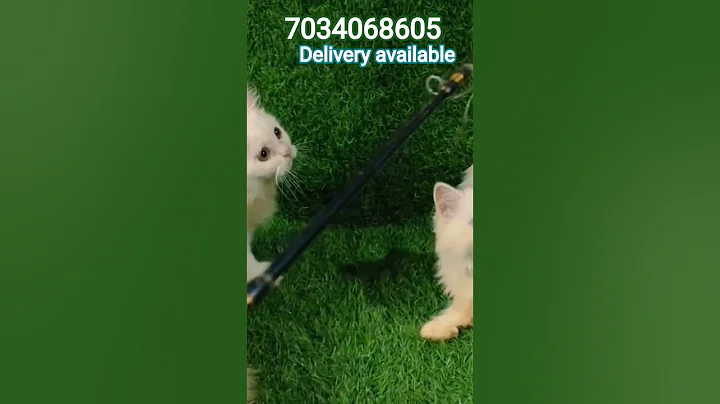 Video 11883761: persian cat kitten