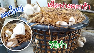 เพาะเห็ดฟางในตะกร้า ง่ายๆ ไว้กินในครัวเรือน | EP. 1 วิธีเพาะเห็ดฟาง