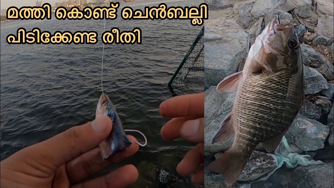 How to use sardine as bait.. മത്തി കൊണ്ട്‌ ചെൻബല്ലി പിടിക്കേണ്ട