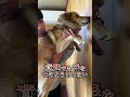 愛犬コロちゃんの室内生活に関する雑学#shorts