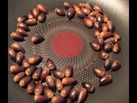 椎の実を食べる 秋の実り おやつ 美味しい Let S Eat Autumn Chinquapin 310 Youtube