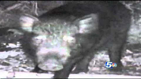 Wild Boars Invade North Country