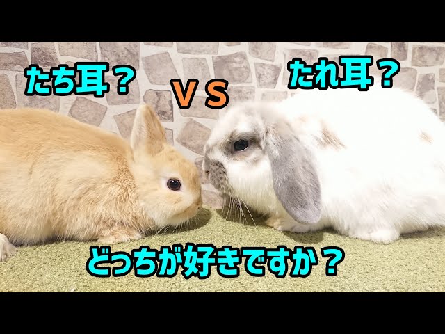 うさぎ専門店monLapin】立ち耳？たれ耳？ - YouTube