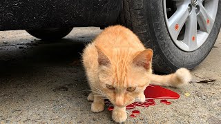 Ô Tô Nghiền Nát Mọi Thứ | Ô tô nghiền nát Siêu Nhân, Người Nhện,Con Chó, Con Mèo screenshot 4