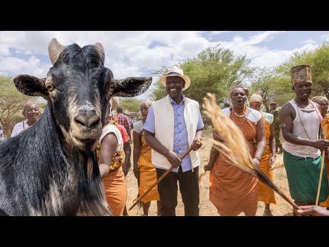 KSH 64 MILLION! Ruto,Top Leaders Buy Millions Worth of Goats At The Kimalel Goat Auction in Baringo