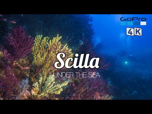 SCILLA, CALABRIA, ITALY (4K) | Immersioni subacquee | SCUBA DIVING class=