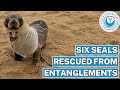 Six seals rescued from entanglements