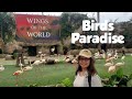 Birds paradise 3wings of the world 1 viral trending birdsparadise