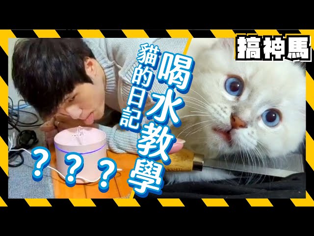 【貓的日記】人類太笨😼只好教他喝水了！｜阿神與Lucas的Vlog #2