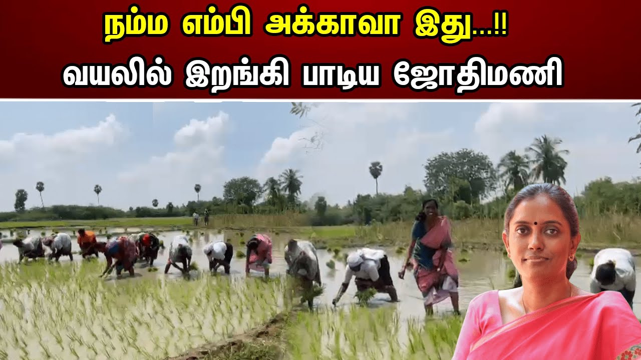 நம்ம எம்பி அக்காவா இது...!! வயலில் இறங்கி பாடிய ஜோதிமணி | Jothimani
