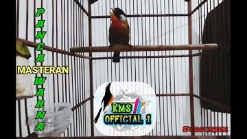 Burung Pancawarna Gacor Full Besetan,Cocok Untuk Masteran Murai Batu & Cucak Hijau