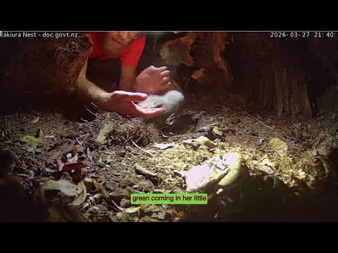 Chick (Nora-A2) check and Rakiura returns soon after Ranger Tom leaves - 27 March