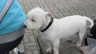 West Highland White Terrier (Westie) Bobby. Lucky and unlucky