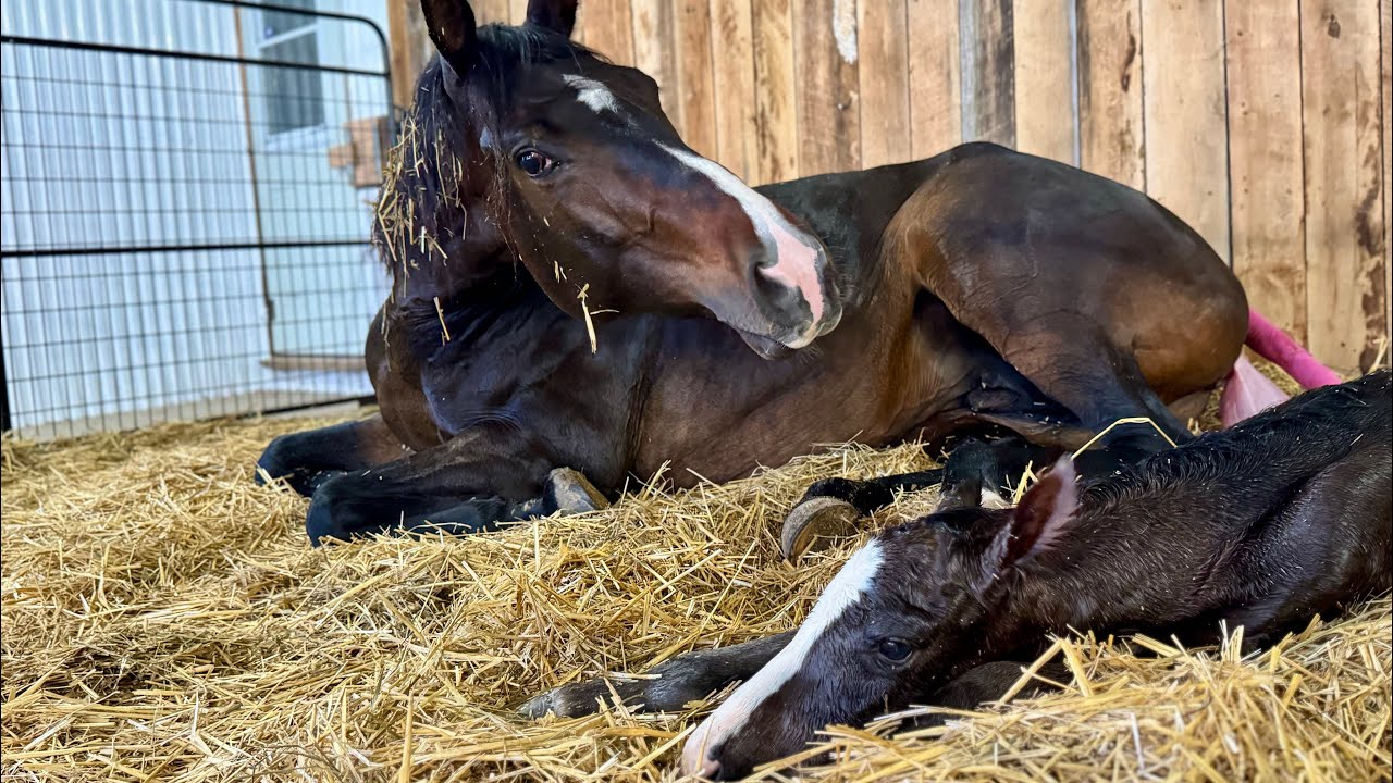 New life on the farm! - YouTube