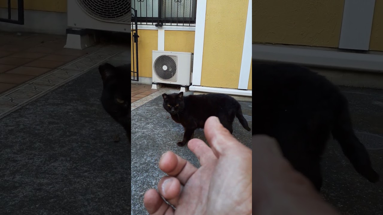 置物になってた黒猫さん。 #cat