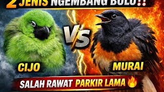ADA 2 JENIS BURUNG NGEMBANG BULU‼️ Awas Salah Rawat Bisa Parkir Lebih Lama 🔥