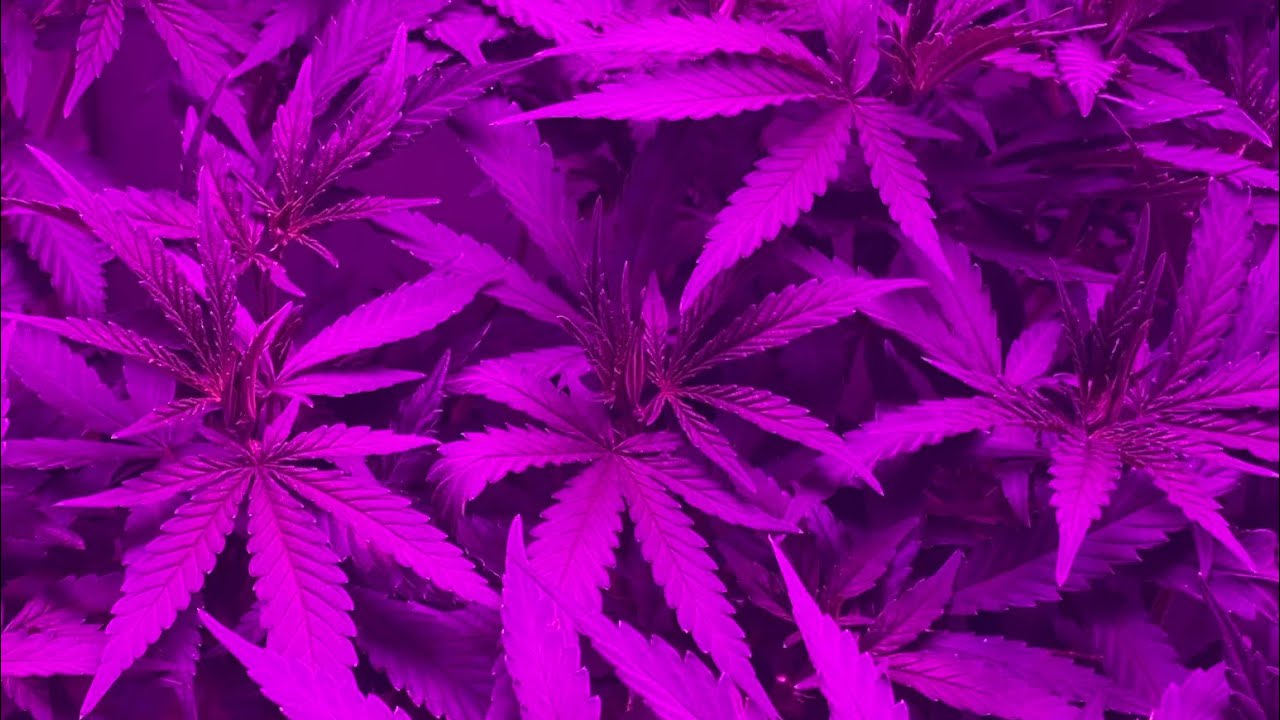 Indoor cannabis grow update