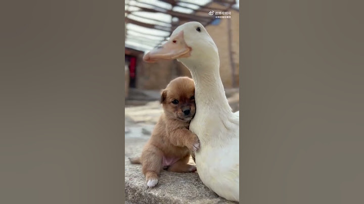 小狗跟鸭子的友情