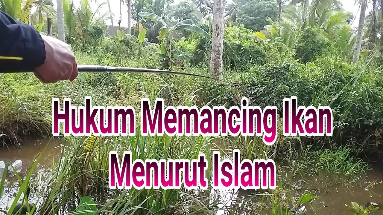 Hukum Memancing Ikan Menurut Islam YouTube