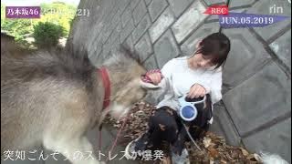 乃木坂46 与田祐希の里帰り  与田  vs  ごんぞう Yoda Yuki vs Gonzo subtitle indonesia