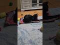 Cat Frenzy: The Ultimate Toy Showdown!🐈‍⬛