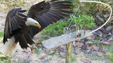 How to Trap Bonelli