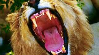 West African Lion Roar 2