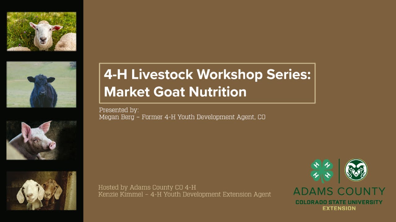 Market Goat Nutrition  - 4-H Livestock Workshop Series
