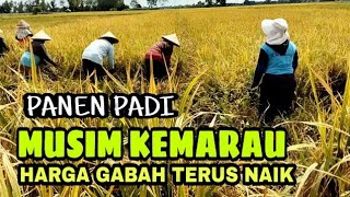 Suasana Panen Padi di Desa Musim Kemarau Harga Gabah Hari ini Naik Suasana Panen Padi di Desa Musim Kemarau Harga Gabah Hari ini Naik
