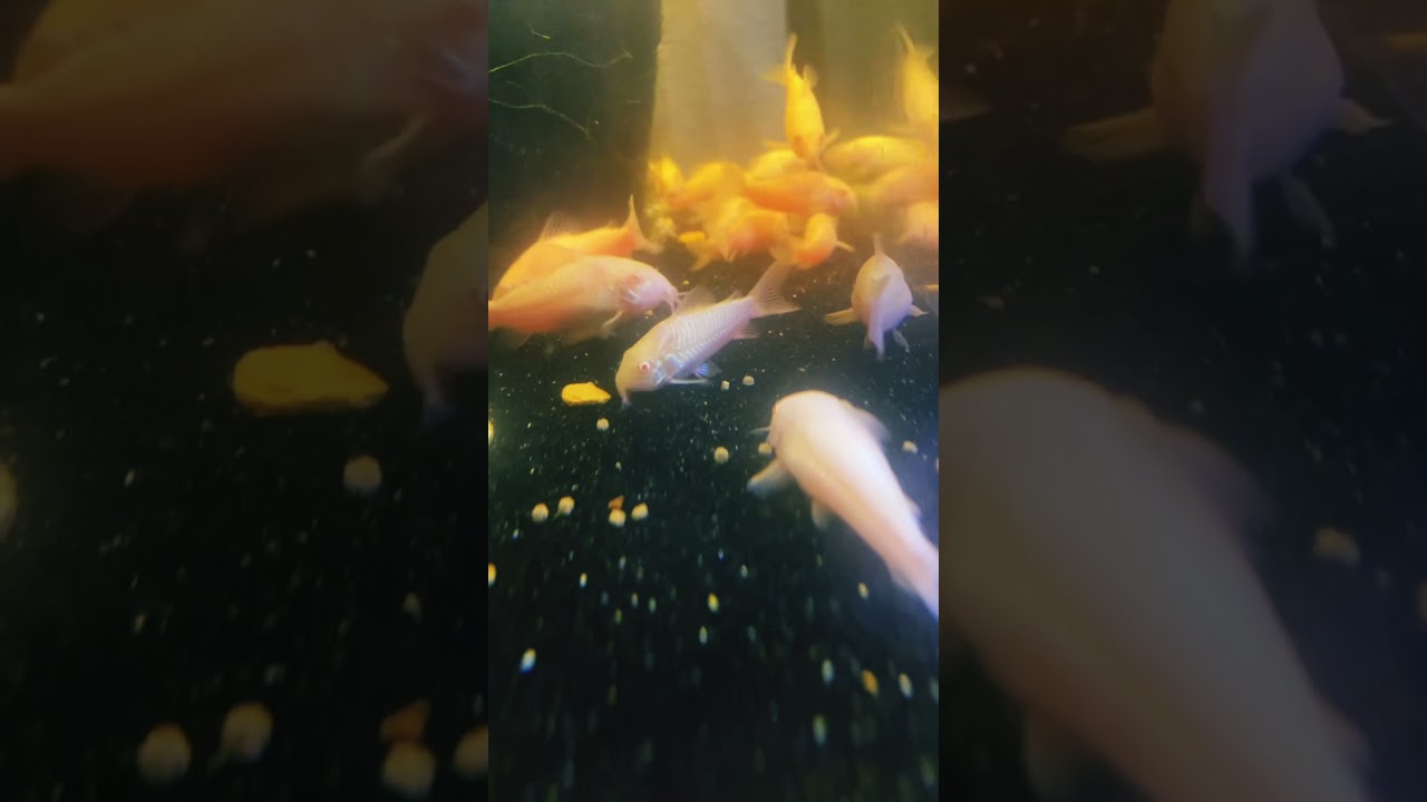 Corydora Day 327