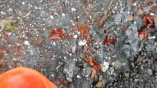 calapooia 004.MOV-Thunder eggs in oregon