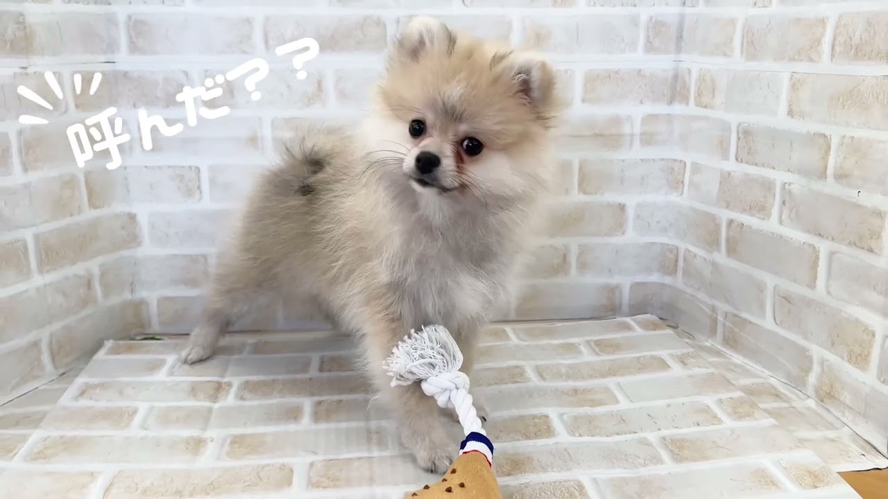 ポメラニアン | ペットショップ マルワン 小さめ子犬 美形な子猫
