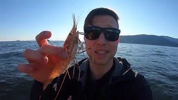 Catch Clean Cook - BC Spot Prawn!!