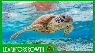 Unveiling the Marvels of Coral Reefs: A Deep Dive into Underwater Ecosystems
