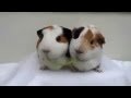 hai chú chuột hamster không thể nào dễ thương hơn