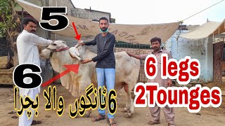 Cow with 6 legs 2 Toungues for Bakra Eid 2021