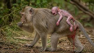 Just Born—And Already Searching for Comfort | Leo Monkey