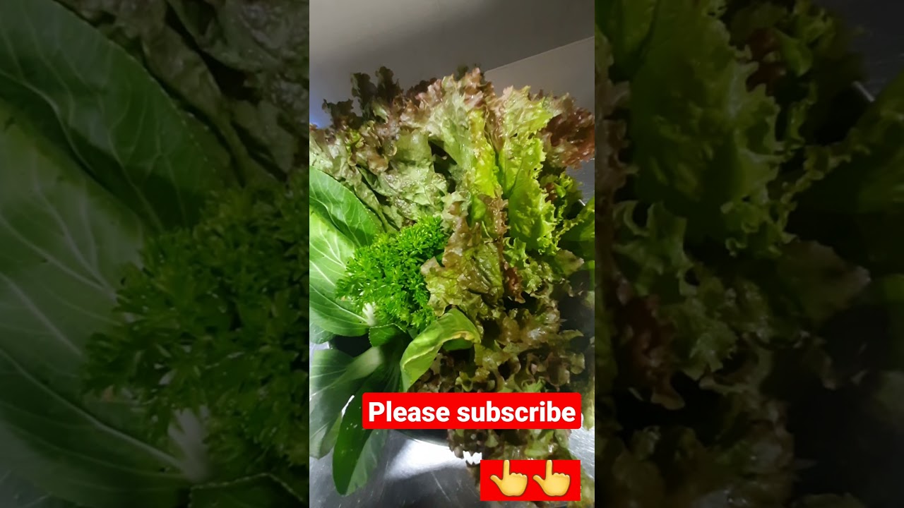 different type lettuce 