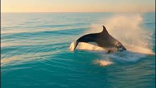 Whale Piano — AI Ambient | CTRL &amp; CLAW