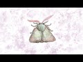 Music for bugs  moth